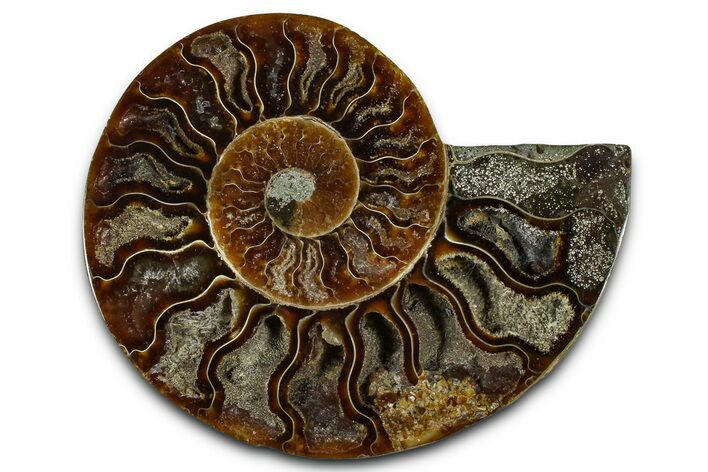 Cut & Polished Ammonite Fossil (Half) - Madagascar #364880